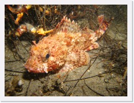 IMG_1005 * California Scorpionfish * 3264 x 2448 * (2.44MB)